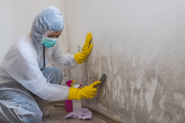 Best Mold Odor Removal Services  in Rmichael, CA